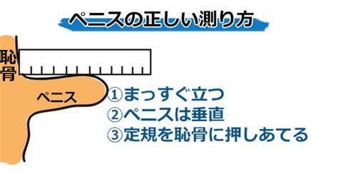 平均チン長|普通のペニス（陰茎）とは？平均サイズ（長さ・太さ）や包皮の。